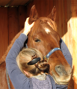 ostopathe animalier pour chevaux