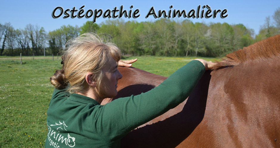 Ostopathe animalier en Charente Sandrine Blot