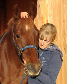 osteopathe animalier en charente pour chevaux