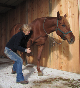 ostopathe animalier en Dordogne pour chevaux