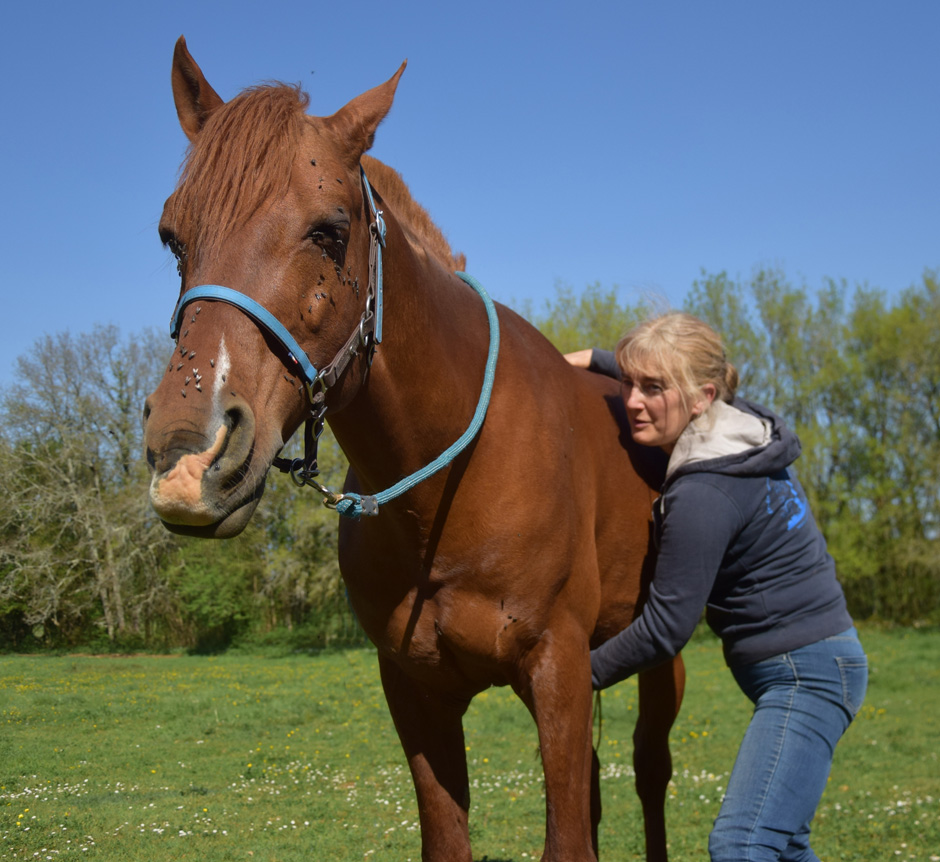 ostopathe animalier en haute vienne