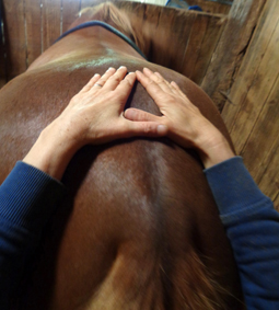 ostéopathe pour chevaux chien chat en charente et dordogne